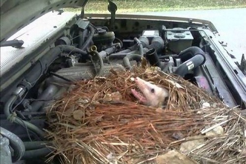 車の中にいる動物02