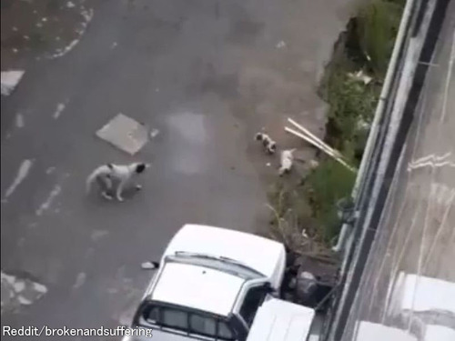 ママ犬「助けて、溝に子犬たちが落ちちゃった！」→親切な男性が救出すると…めちゃくちゃ喜ぶ