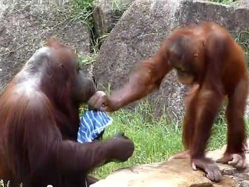 オランウータン