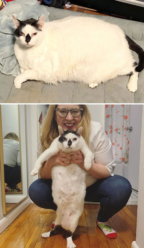 ダイエットに成功した猫たち10