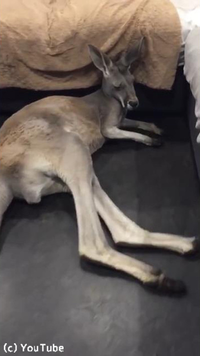 もっと大きなベッドを用意してあげて03