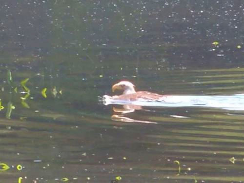 ハクトウワシ01