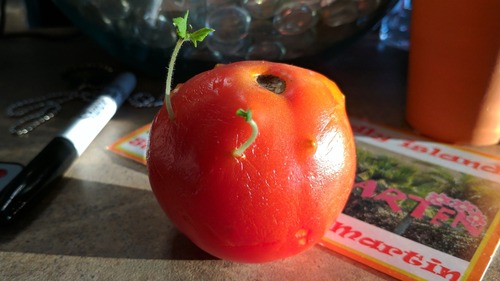 トマトの発芽02