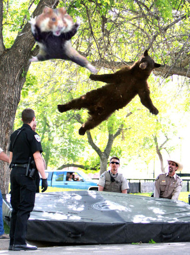 カンフー・ハムスター03