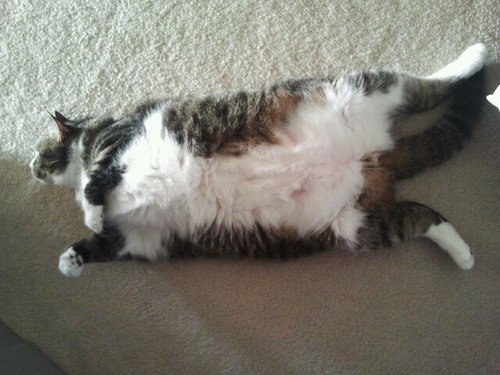 ペットの成長速度02