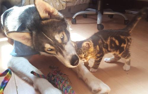 不安症の犬が子猫と出会った02