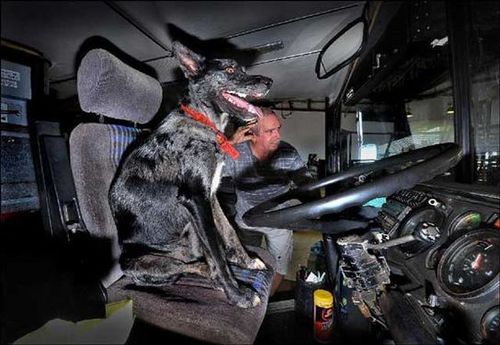 オーストラリアの二階建てバスを犬が運転した01