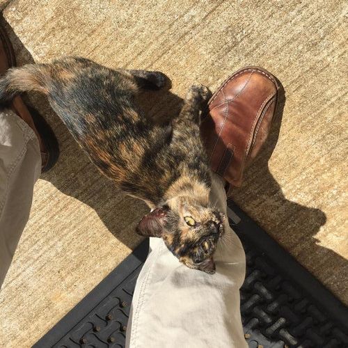 小さな野良猫が猛烈にアピールしてきた02