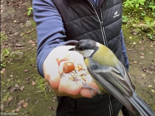 森で野生の鳥が手に乗ってきた