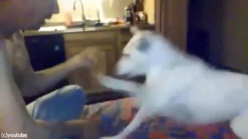 バ バウ 犬 お父さんの手品に驚く 動画 らばq バ バウ 犬 お父さんの手品に驚く 動画 らばq