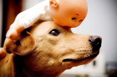 なにを乗っけてもへっちゃら 全く動じないすごい犬がいた かも らばq なにを乗っけてもへっちゃら 全く動じないすごい犬がいた かも らばq