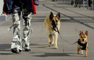 犬の散歩に革命が起こる01