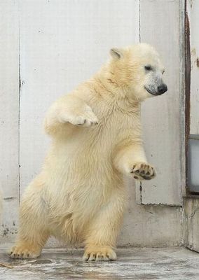 白クマのダンス03