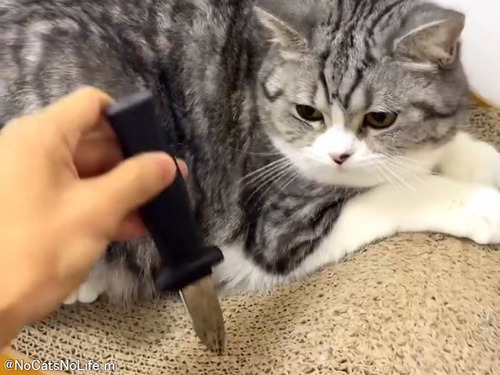 ナイフのおもちゃと猫の演技力