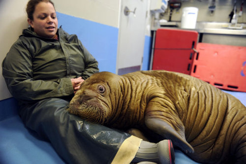 動物の赤ちゃん38