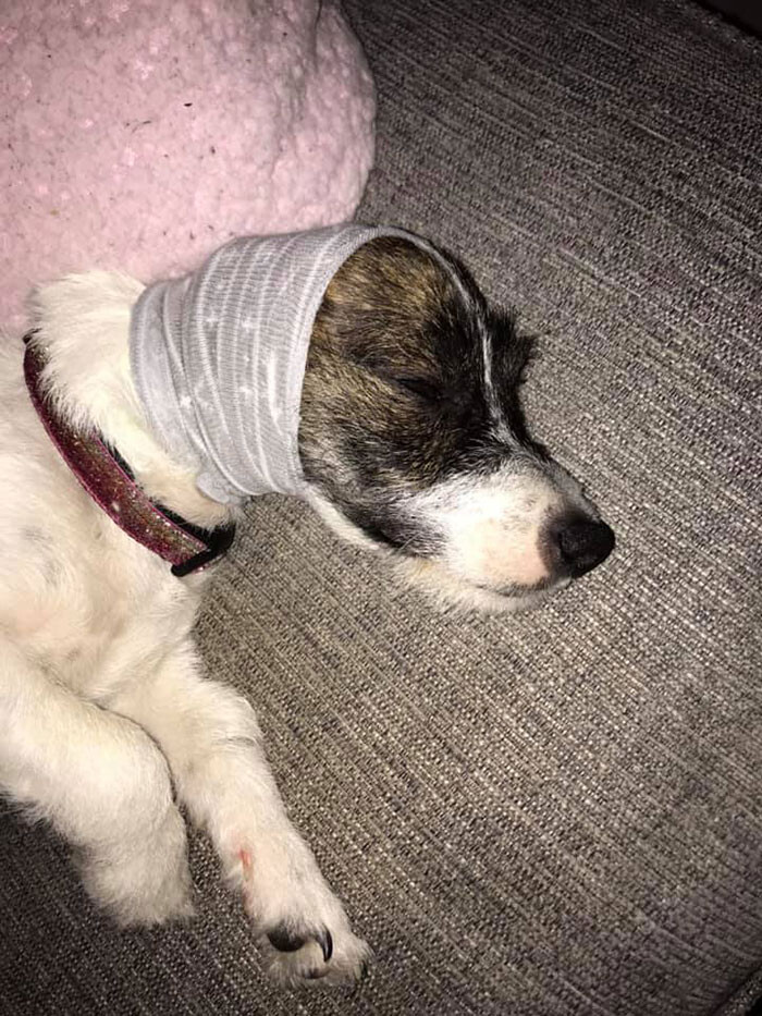 花火や雷の音を怖がる犬 靴下を使って守るアイデア らばq