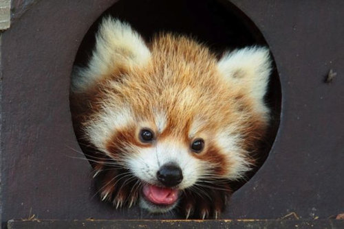 動物の赤ちゃん37