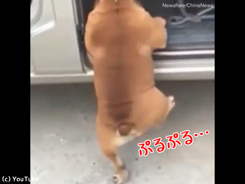 段差に「登れない…」なワンコ00