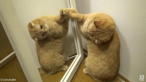 猫10匹と大きな鏡08