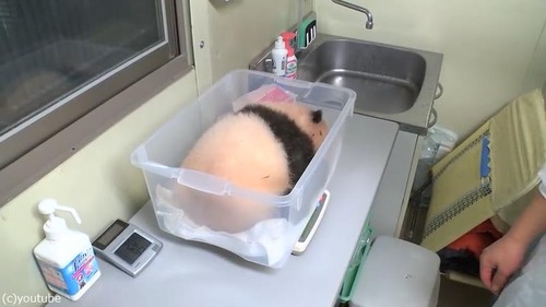 赤ちゃんパンダの身体検査01