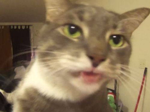 猫のエアペロペロ01