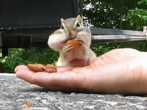 リスとアーモンド08-1