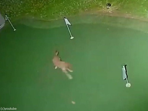 ���衼�Ƥ�΢���ǥ����03