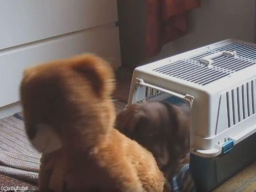 クマのぬいぐるみと一緒じゃないと昼寝をしない犬02