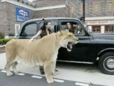 ライガーがロンドンに?