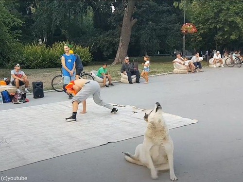ブルガリアの公園でブレイクダンスをマネる犬「バトルが始まった!?」（動画）