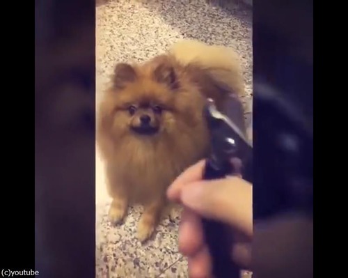 爪切りを見ると隠れるポメ06