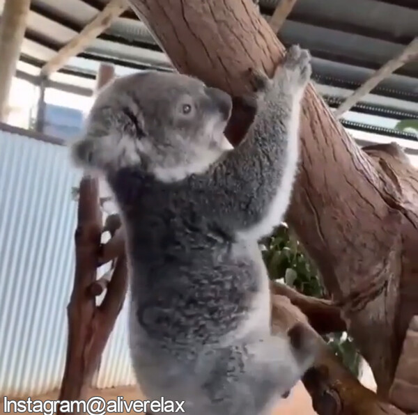 こんなに生活感のあるコアラが他にいるだろうか 動画 らばq