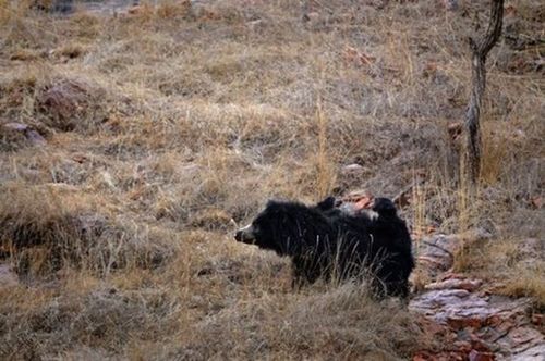 勝者はどっち 子連れのクマと虎のめったにない対決 らばq