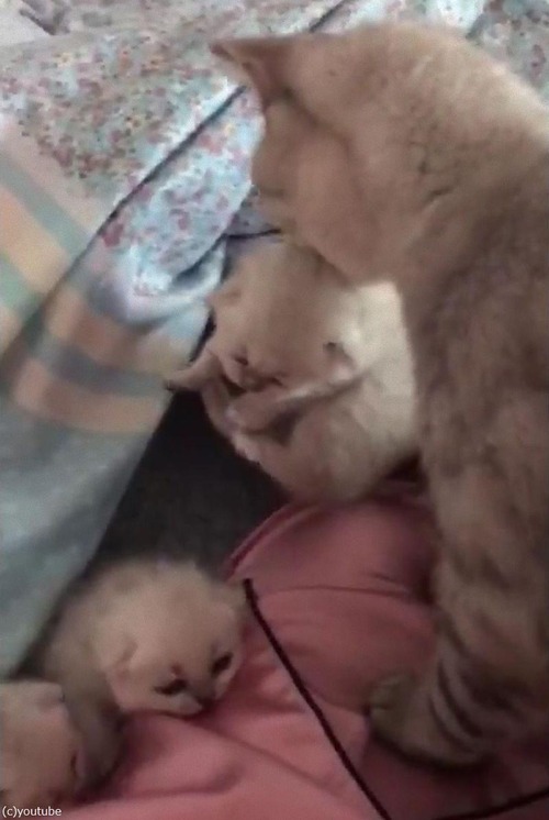 6匹の子猫を生んだママの行動03
