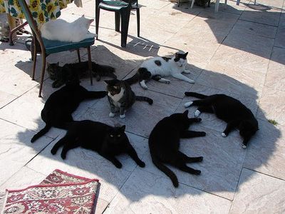 こんな猫はいやだ01