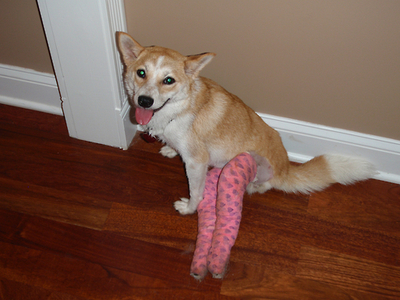 ưʪ�˥��֥�00