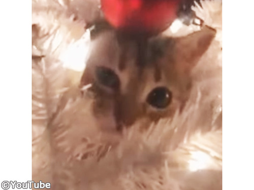 姿が見えないと思ったら…こんなところに隠れてた00