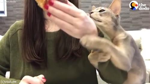 猫「クロワッサンください」05