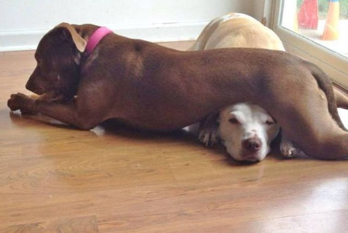 犬に踏まれた犬たち04