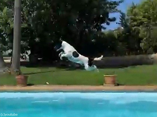 プールに向かって大ジャンプする犬