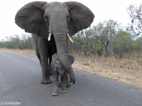 赤ちゃんゾウを守る母親ゾウ07