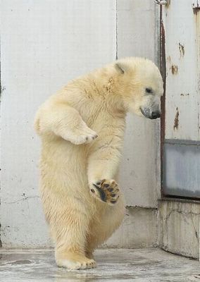 白クマのダンス04