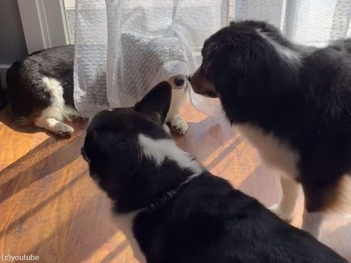犬たちの「かくれんぼ」バレバレでも気付かないフリをしてあげる2匹（動画）