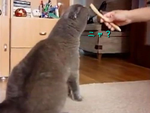 �֥饷�Ǥ������2��­��Ω��ǭ