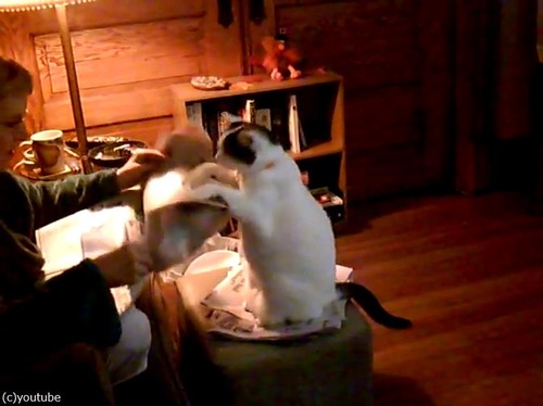 構ってニャ〜01