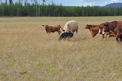 クマと牛の戦い01