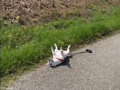 �����褦�������ܤä����븤01