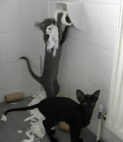 ペットがあなたの留守中にすること18