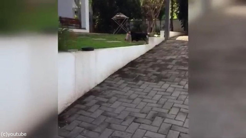 毎日お買いものにやって来る犬05