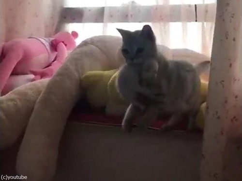 6匹の子猫を生んだママの行動07